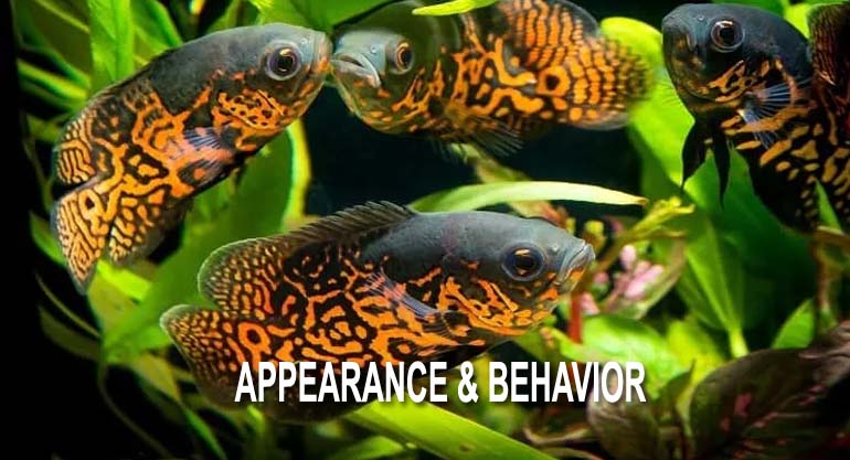 Appearance & Behavior