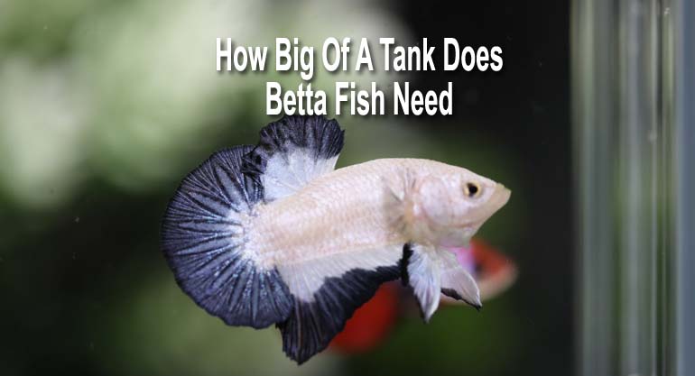 How Big Of A Tank Does Betta Fish Need