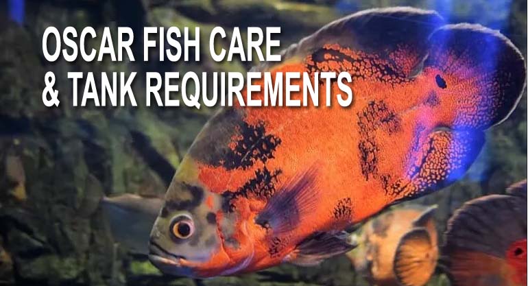 Oscar Fish Care & Tank Requirements