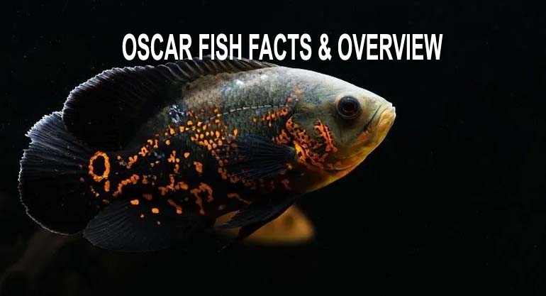 Oscar Fish Facts & Overview