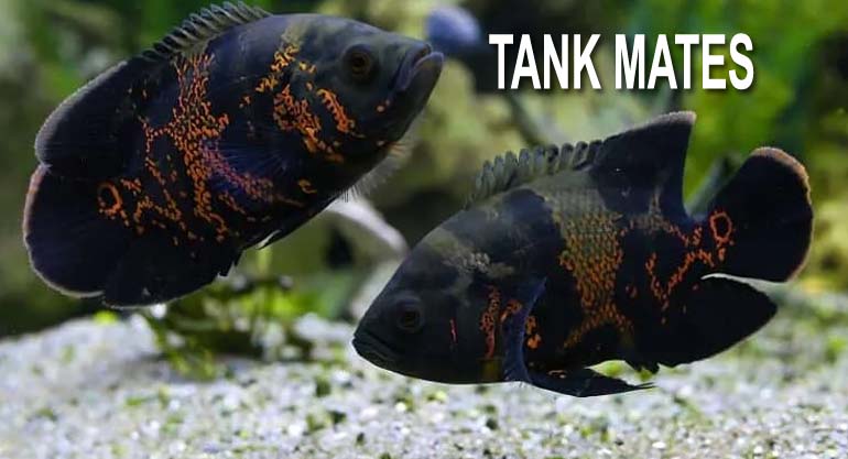 Tank Mates