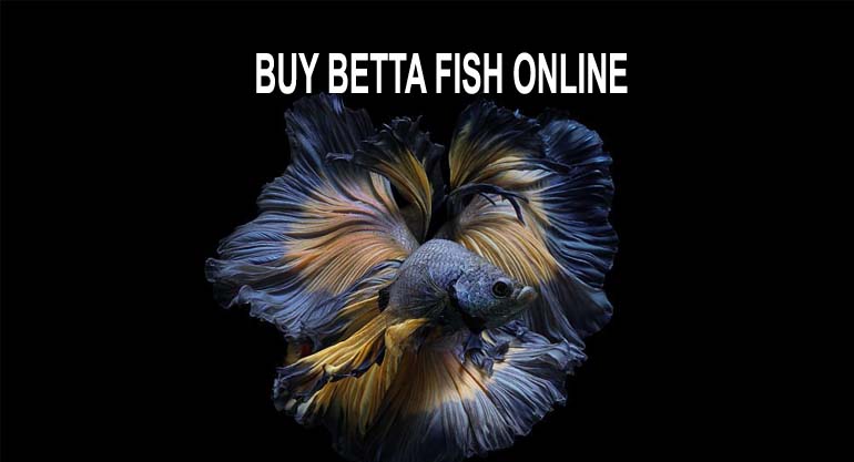 Buy Betta Fish Online