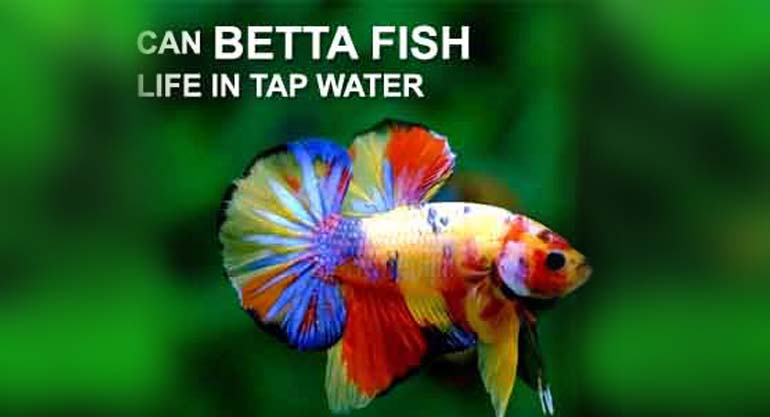 Can Betta Fish Life In Tap Water