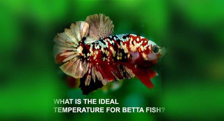 What is ideal temperature for Betta Fish