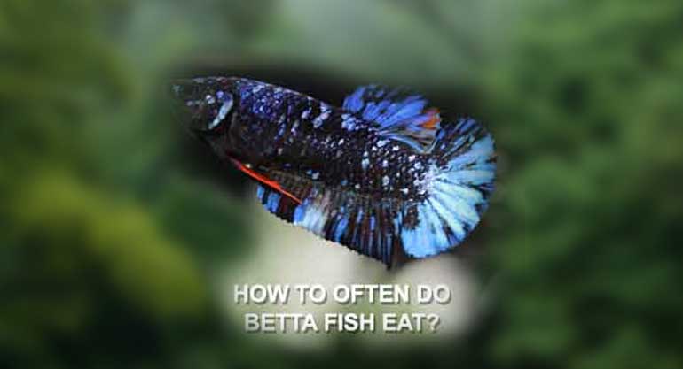 How often do betta fish eat?