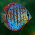 Red,Discus,(symphysodon,Discus)